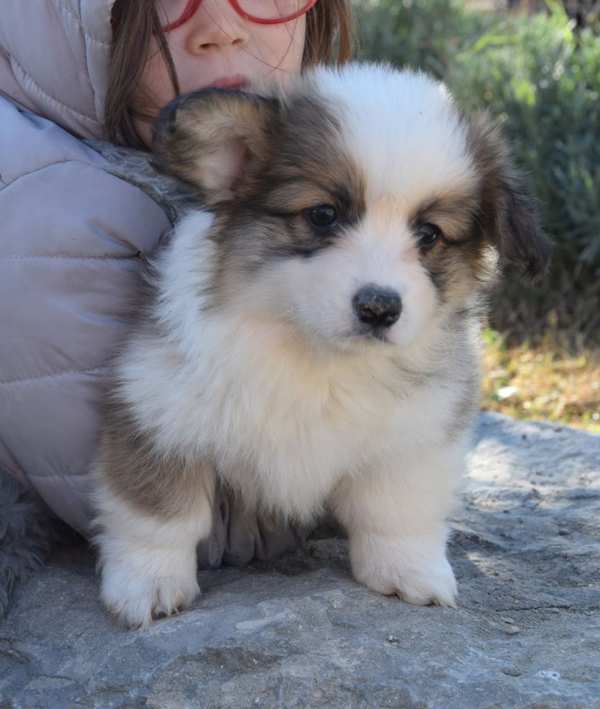 Chiot Welsh Pembroke, PANAME, femelle disponible en