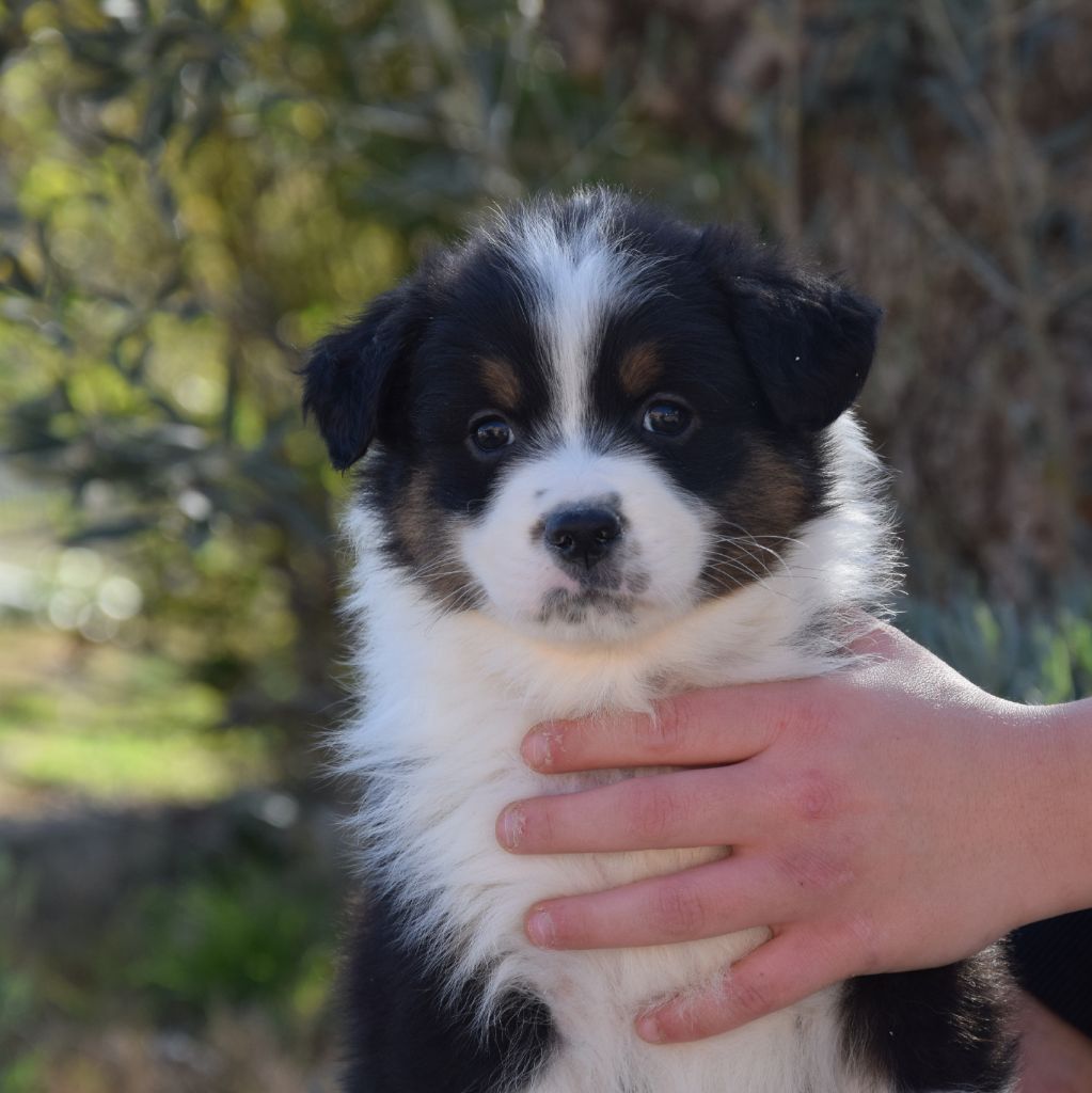 Chiot Berger Australien, perso , mâle disponible en