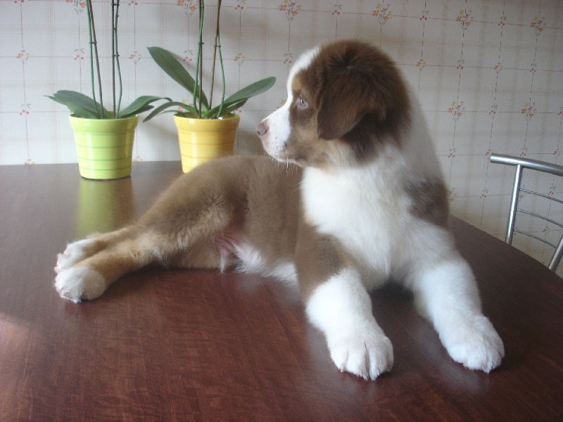 Indian Red Colours Cash