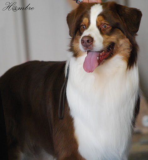 Indian Red Colours Cash