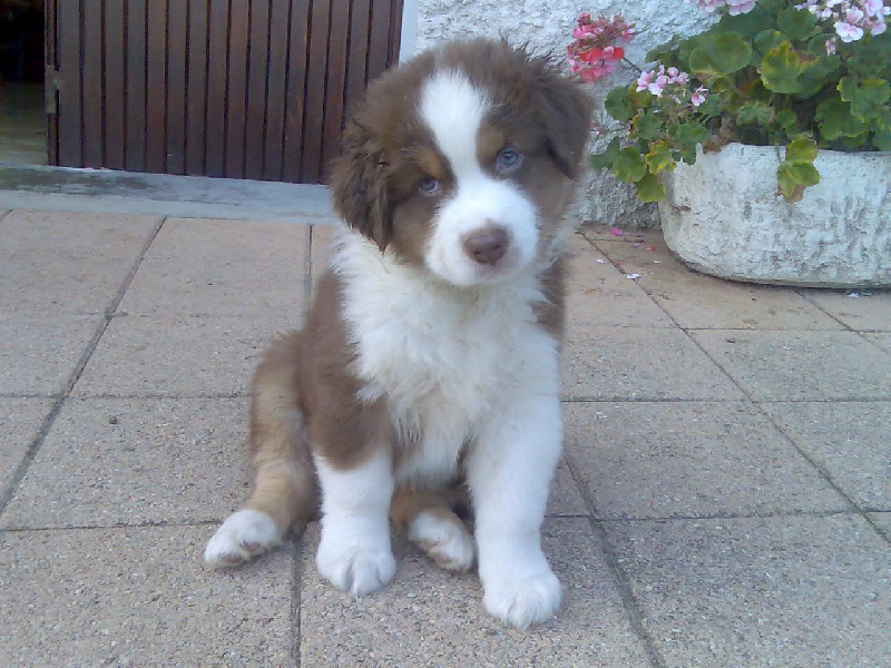 Indian Red Colours Cash