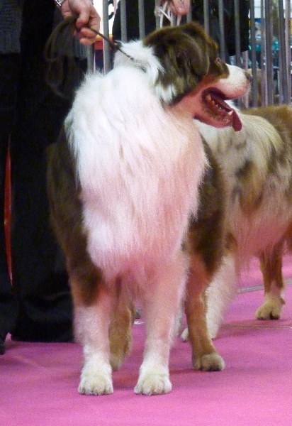 Indian Red Colours Cash