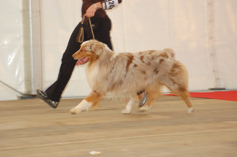 Tender red des Gardiens d'Hadès
