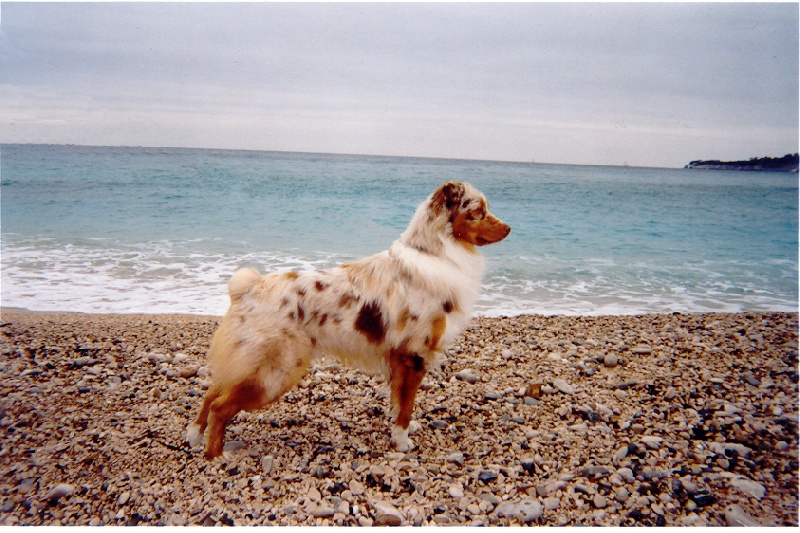 Tender red des Gardiens d'Hadès