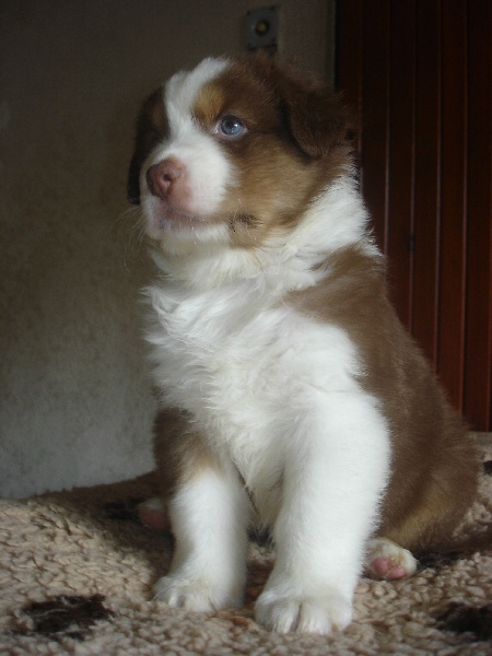 Indian Red Colours Cash