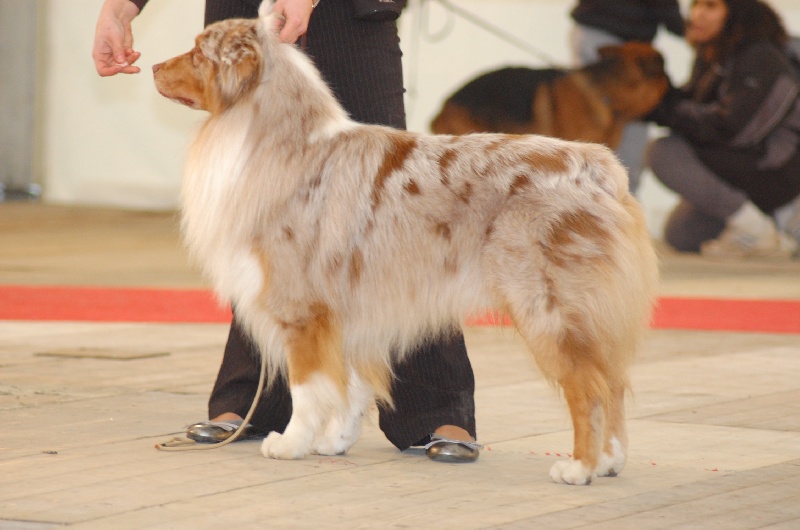Tender red des Gardiens d'Hadès