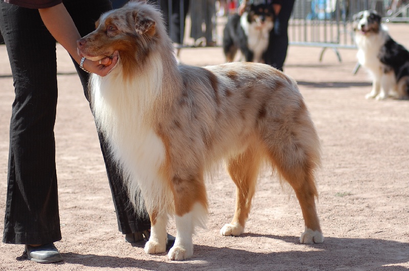 Tender red des Gardiens d'Hadès