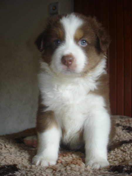 Indian Red Colours Cash