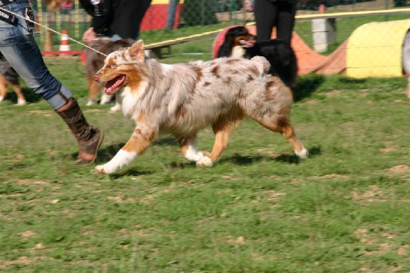 Tender red des Gardiens d'Hadès