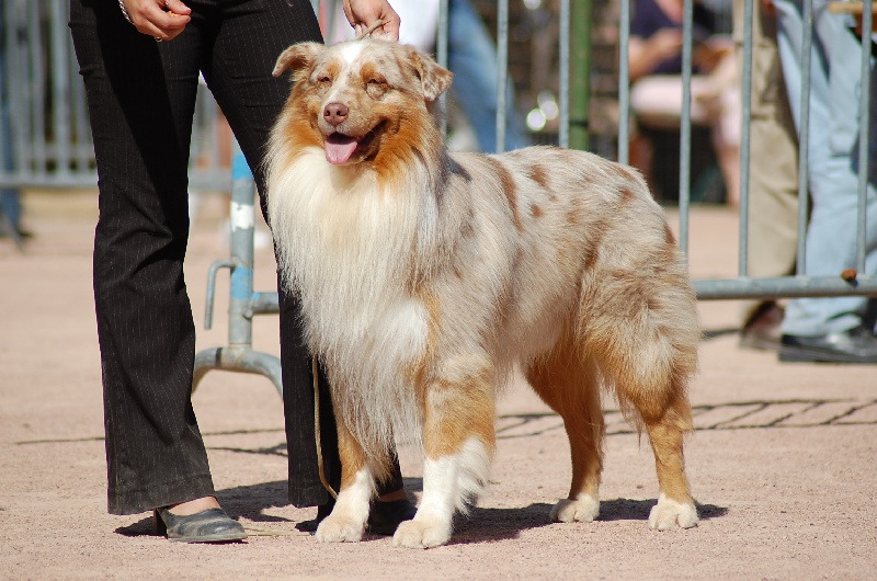 Tender red des Gardiens d'Hadès