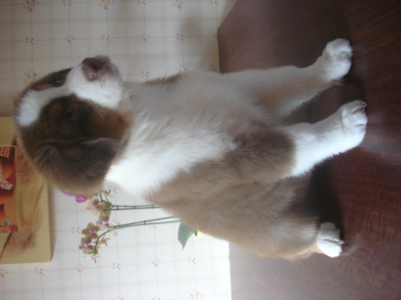 Indian Red Colours Cash