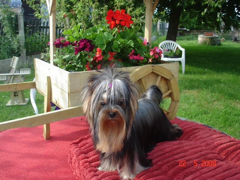 Publication : de la légende des trolls