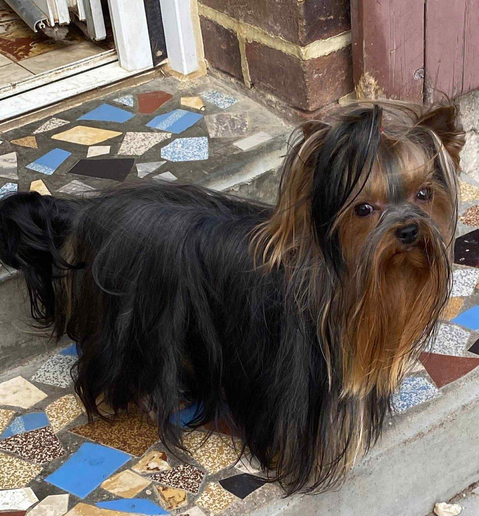 Swiffer de la légende des trolls