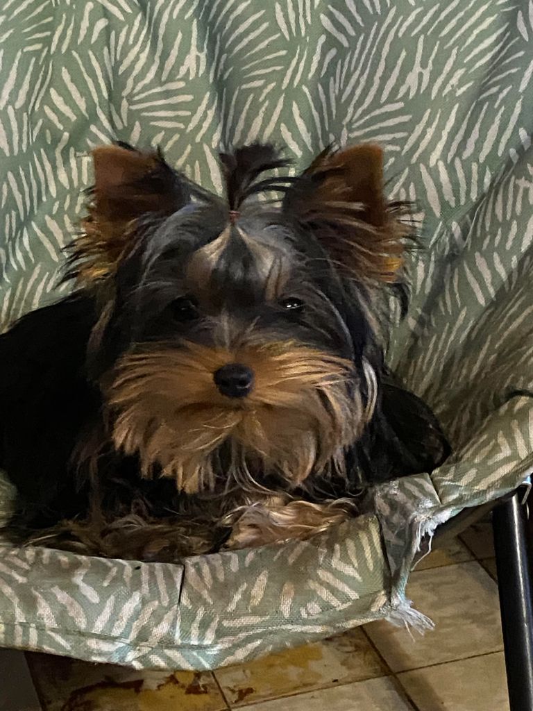 The gril d'amour de la légende des trolls