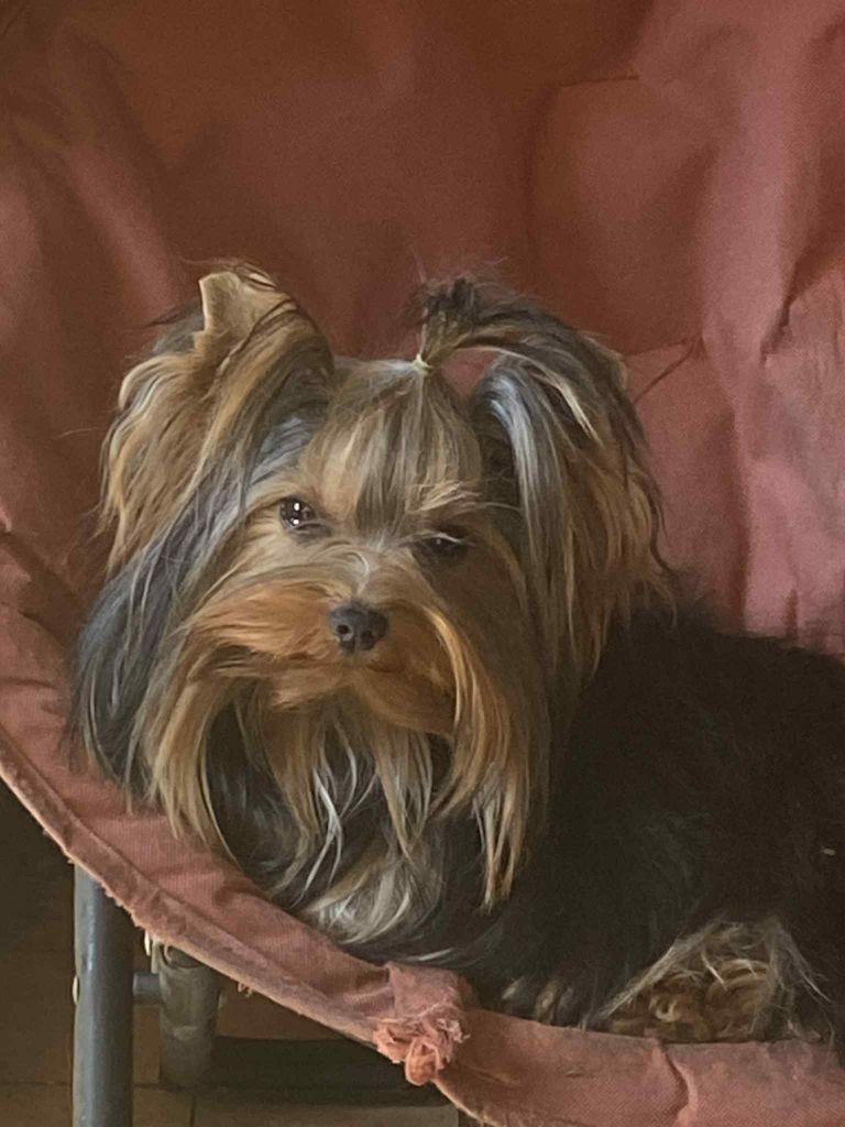 The gril d'amour de la légende des trolls