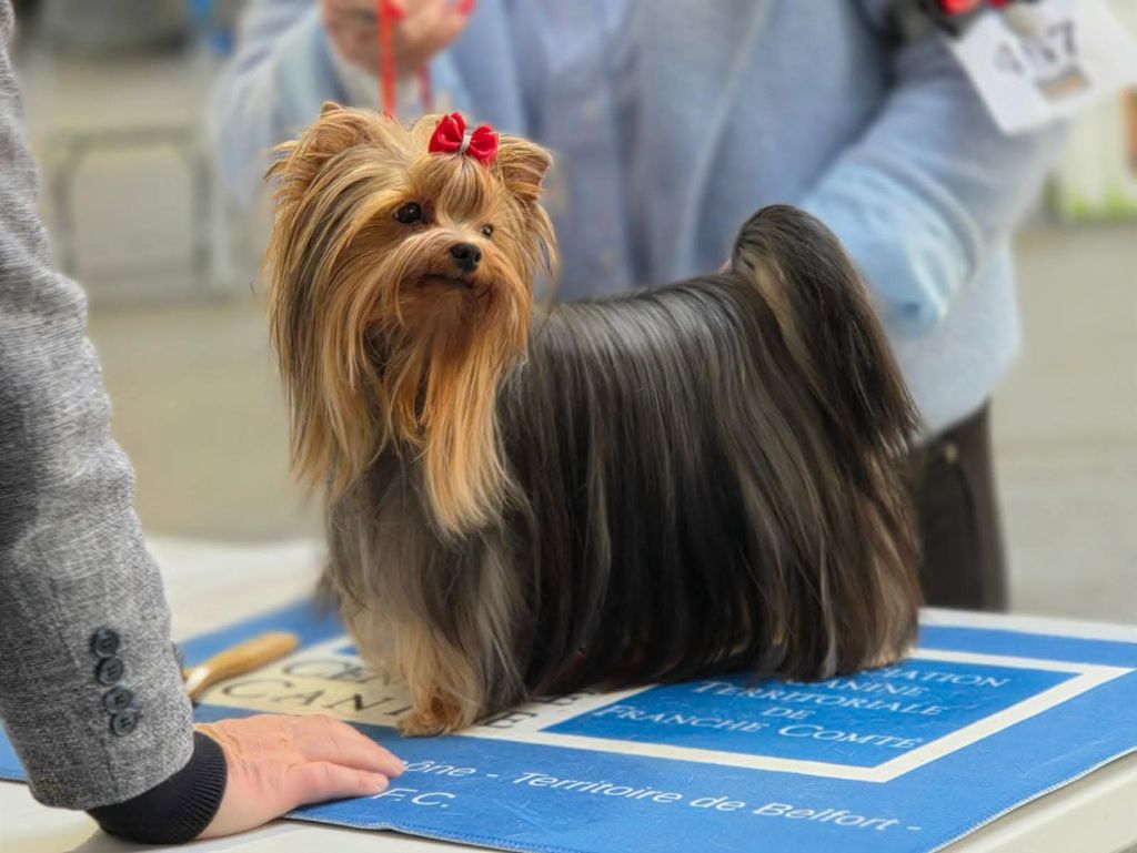 The gril d'amour de la légende des trolls