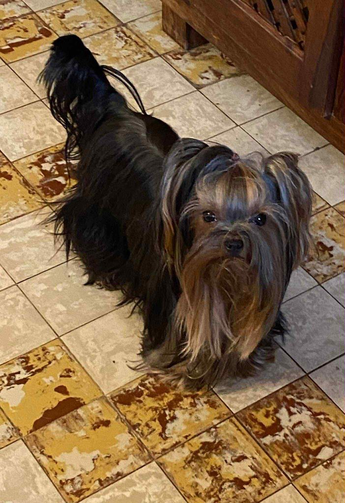 Swiffer de la légende des trolls