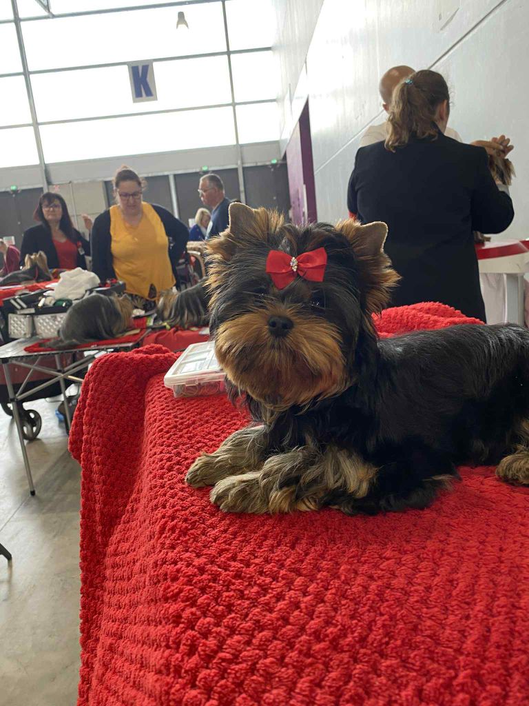 Velvet sweet boy de l'Eden Royal