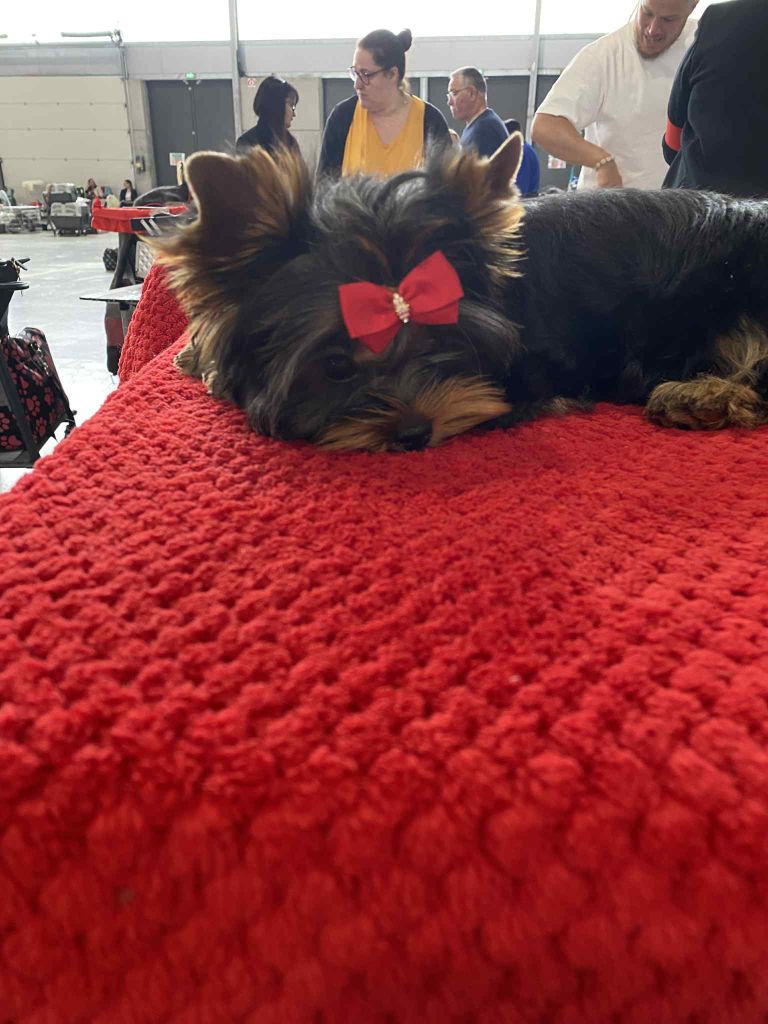 Velvet sweet boy de l'Eden Royal