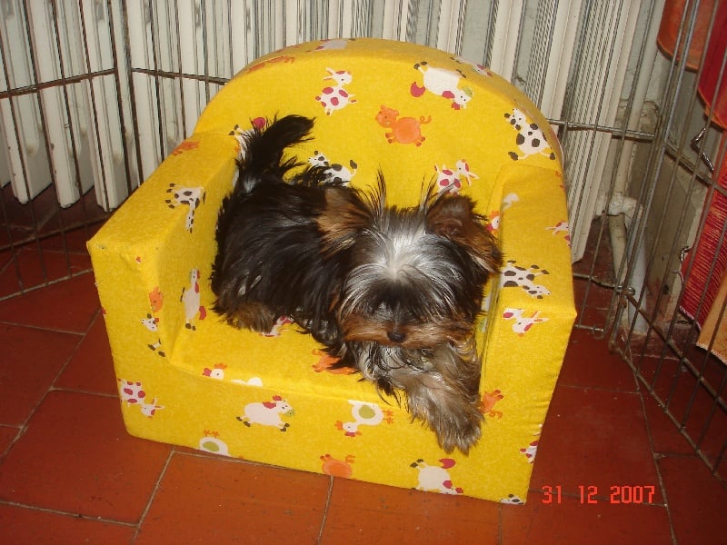 Publication : de la légende des trolls