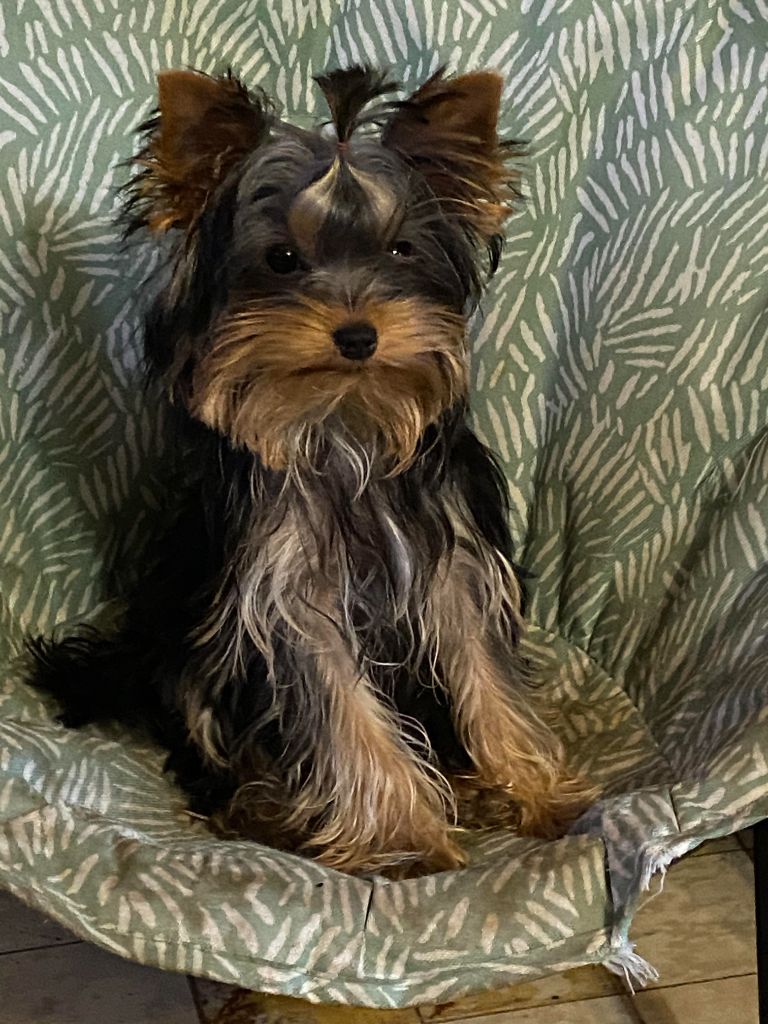 The gril d'amour de la légende des trolls