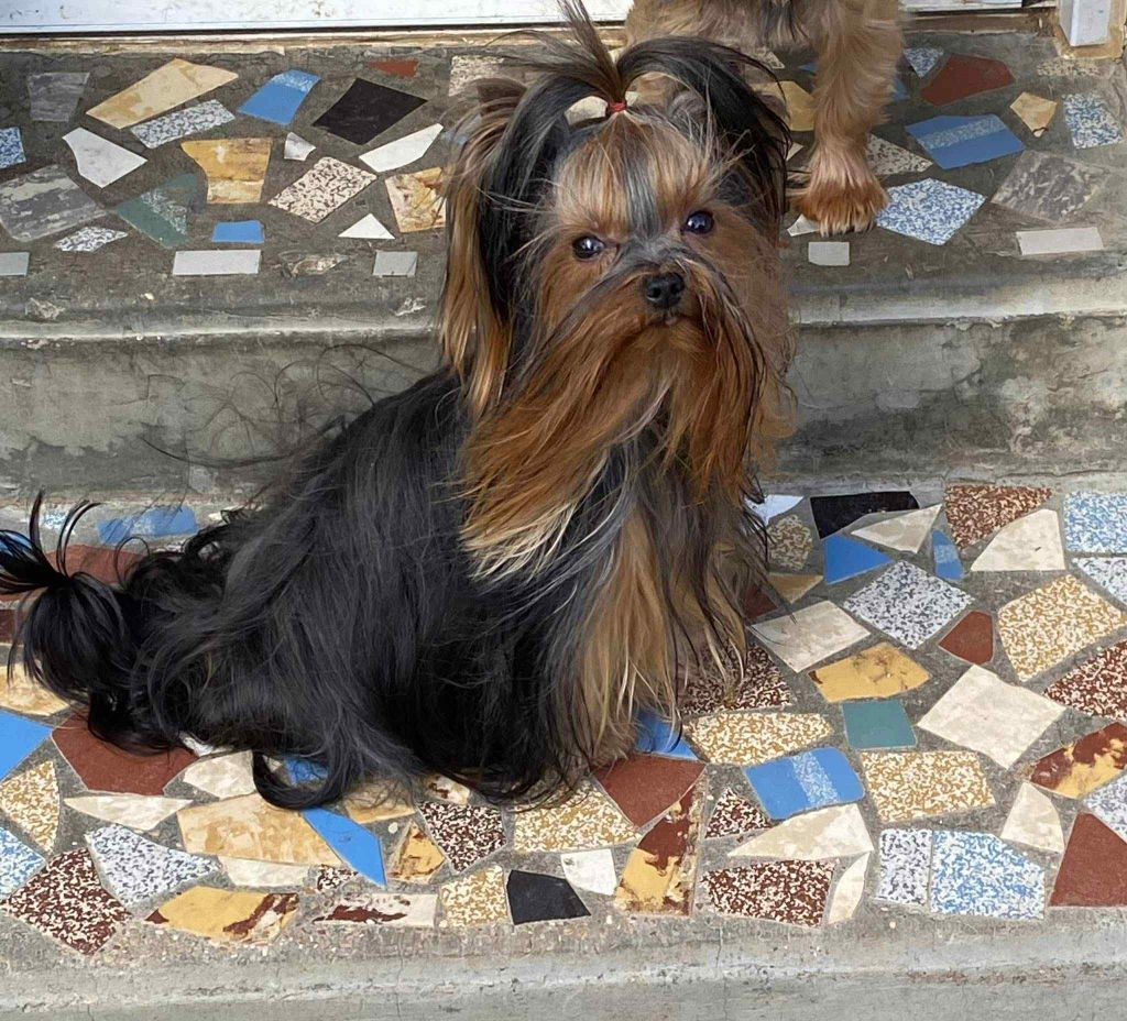 Swiffer de la légende des trolls