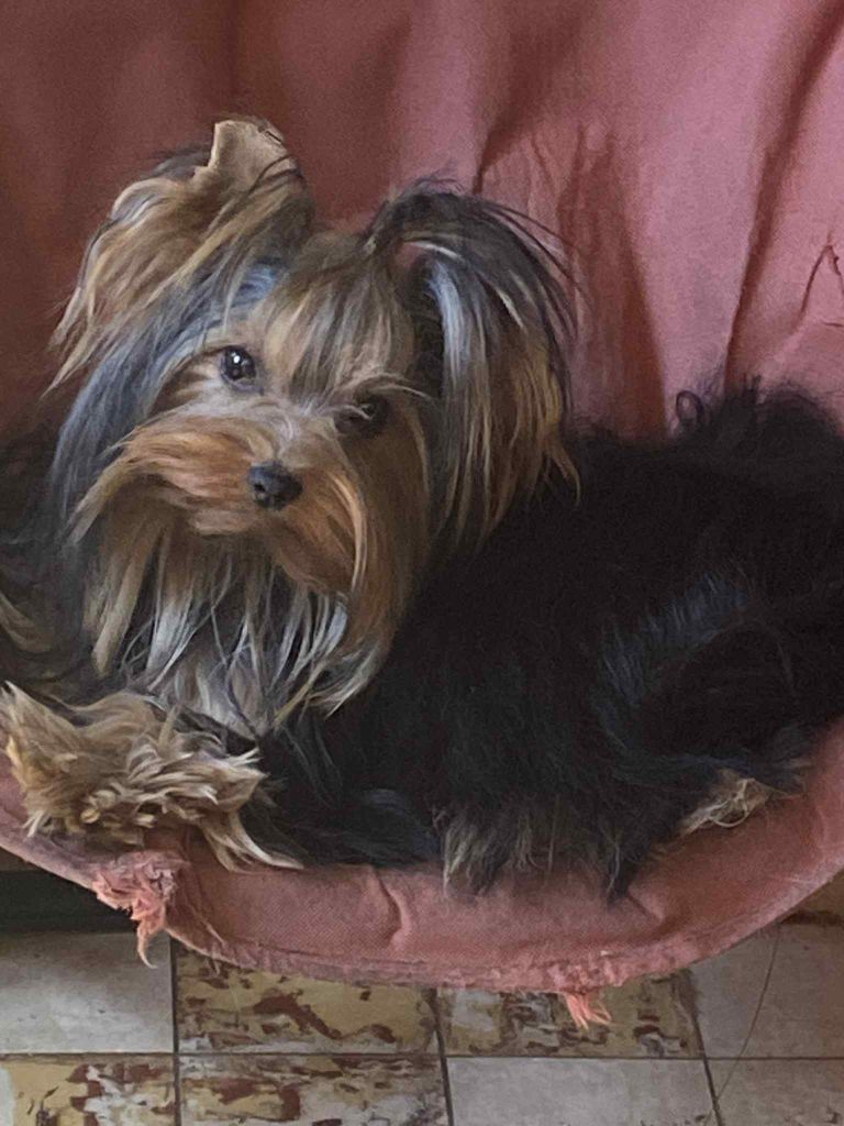 The gril d'amour de la légende des trolls