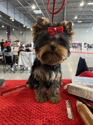 Étalon Yorkshire Terrier - Velvet sweet boy de l'Eden Royal
