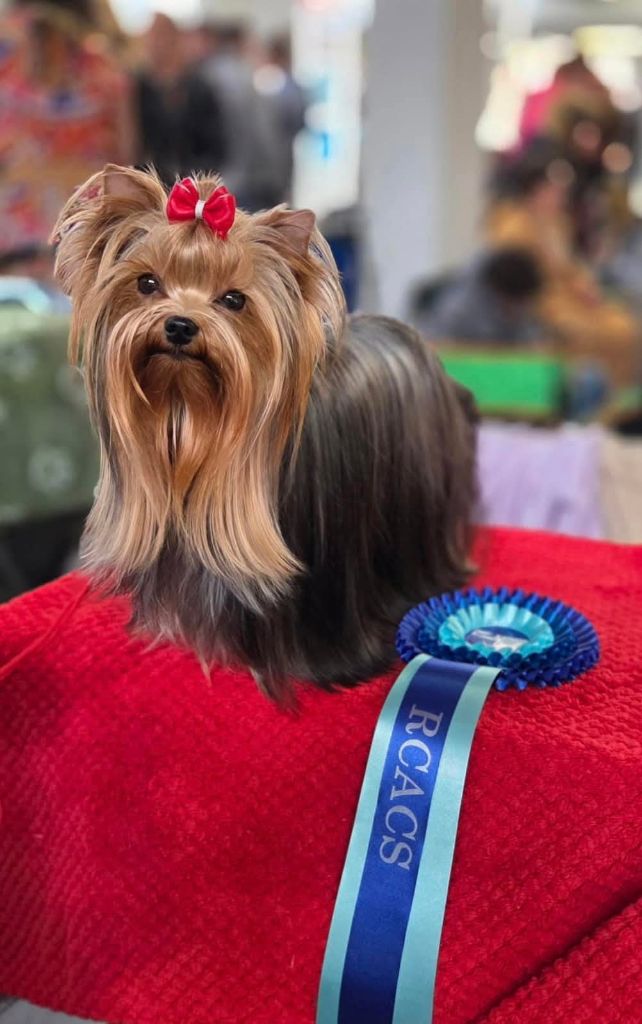 The gril d'amour de la légende des trolls