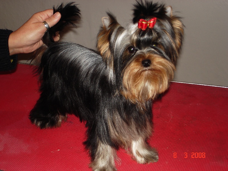 Publication : de la légende des trolls