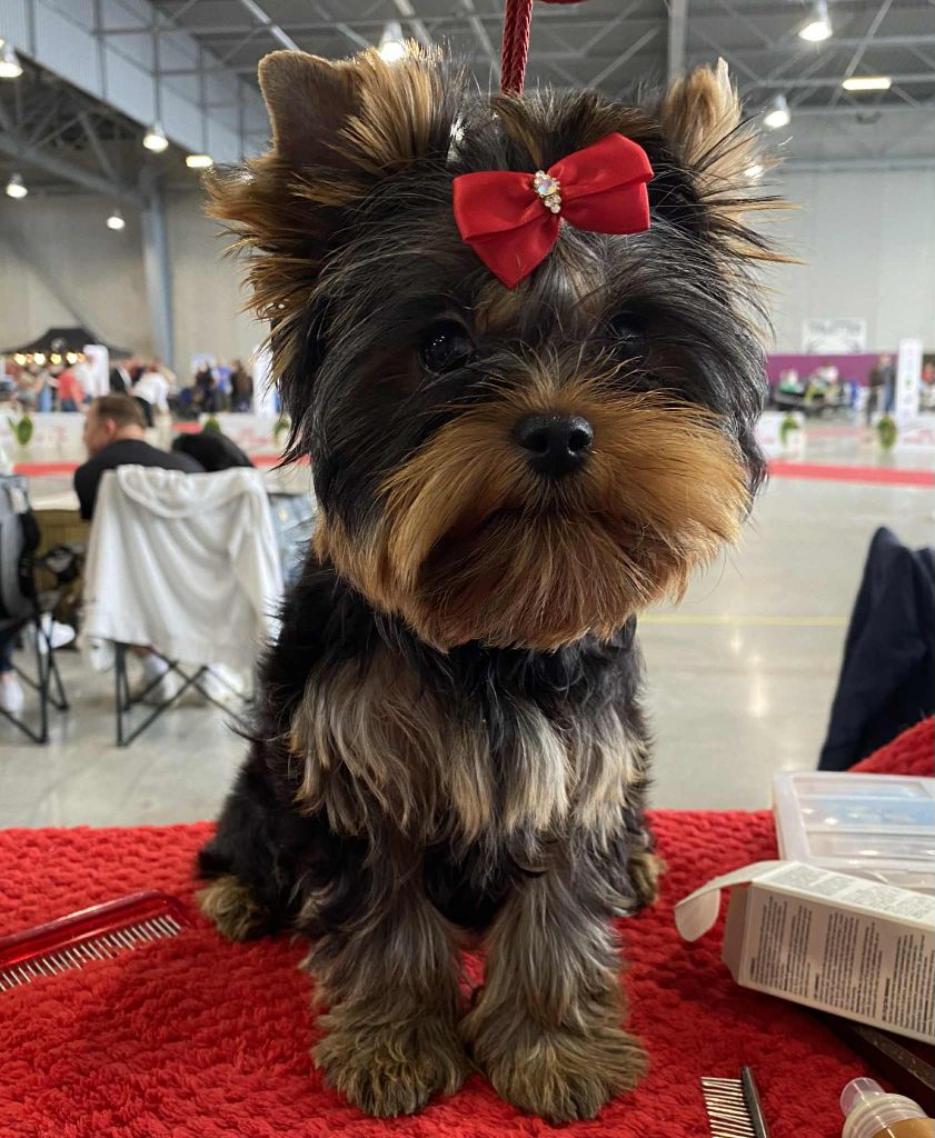 Velvet sweet boy de l'Eden Royal