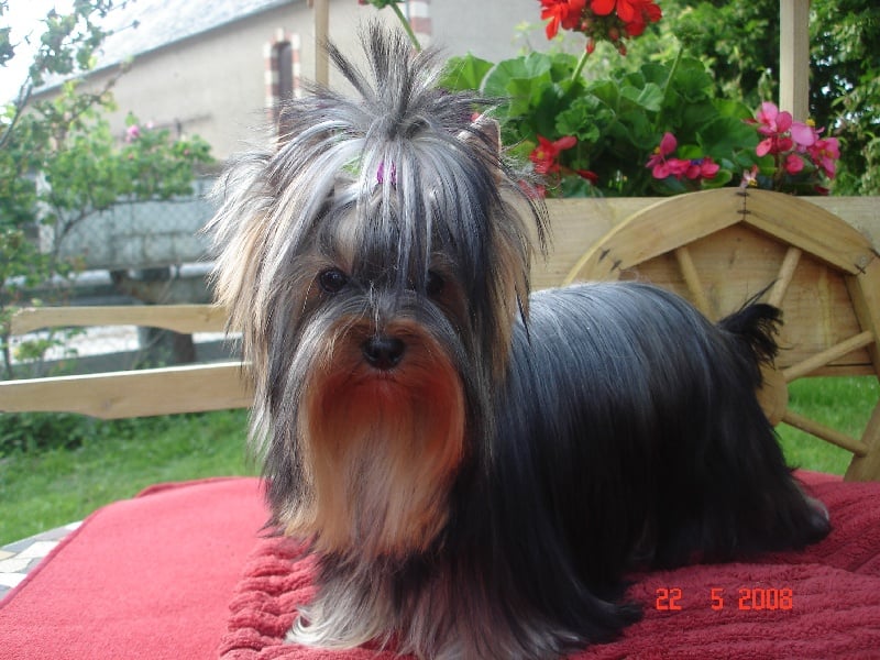 Publication : de la légende des trolls