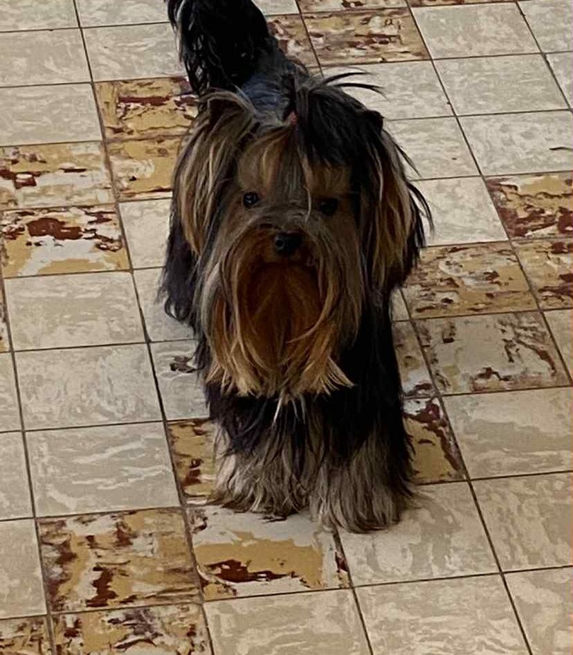 Swiffer de la légende des trolls