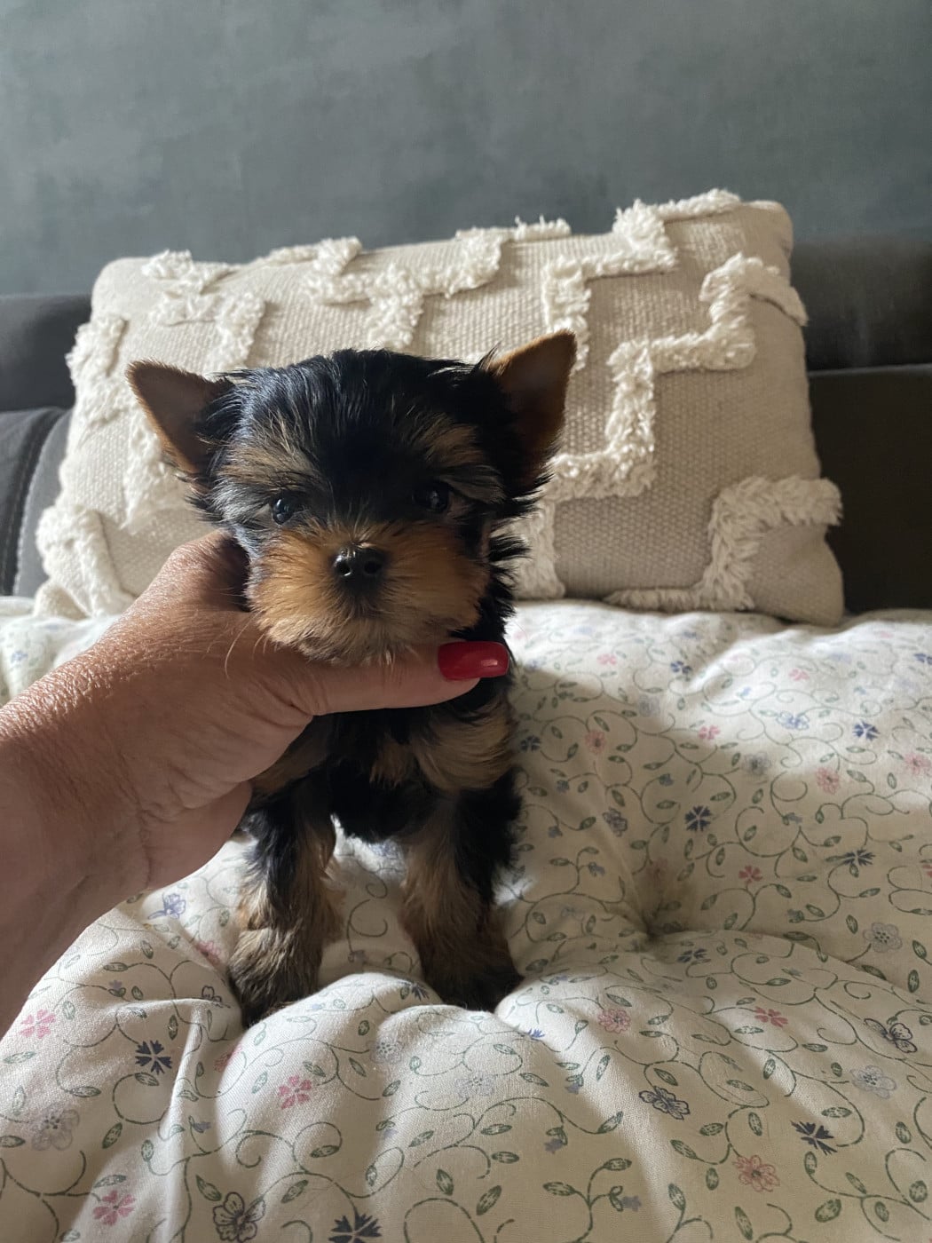 Boris ( facultatifs) - Yorkshire Terrier