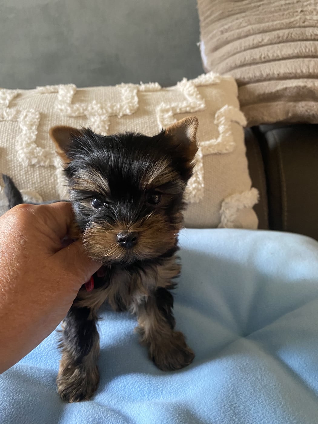 B - Yorkshire Terrier