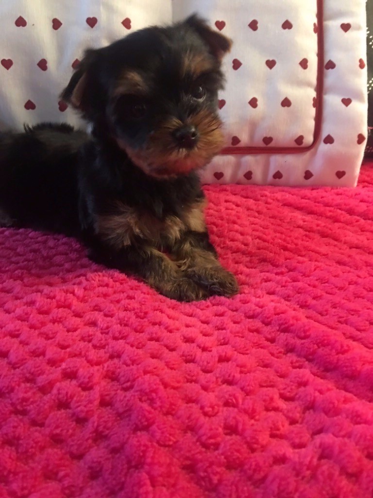 CHIOT - Yorkshire Terrier