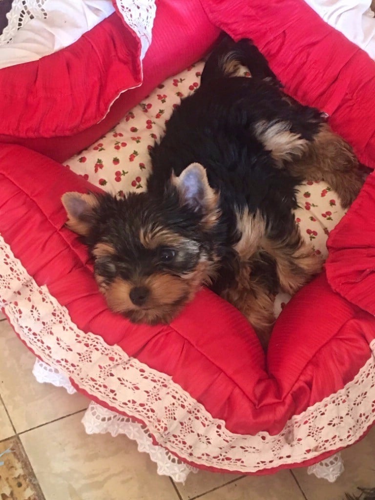 CHIOT - Yorkshire Terrier