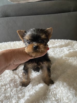 Les chiots de Yorkshire Terrier