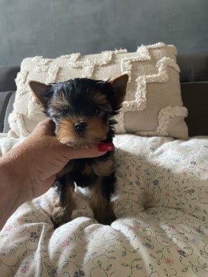 Les chiots de Yorkshire Terrier