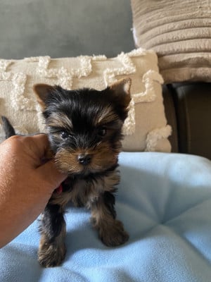 Les chiots de Yorkshire Terrier