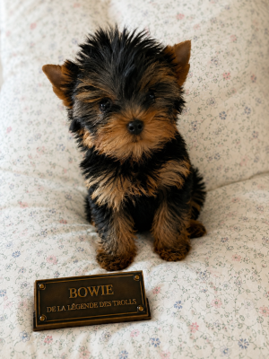 Yorkshire Terrier