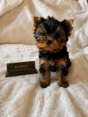 Les chiots de Yorkshire Terrier