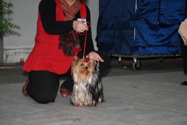 Blue bell' girl Du p'tit bocage - 2eme excellent classe jeune