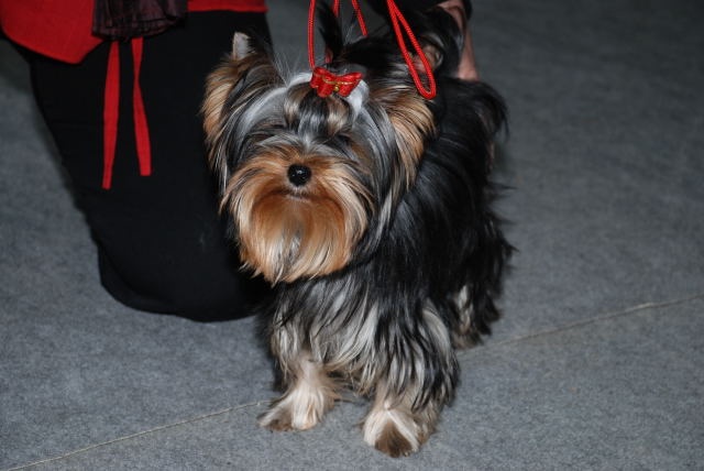 CH. Caprice de star Du p'tit bocage - tres prometteur classe puppy