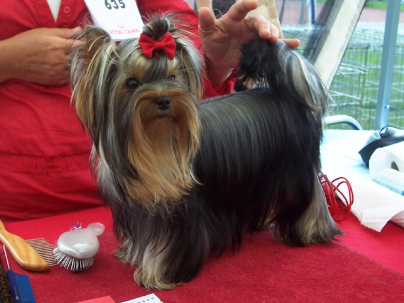 CH. Caprice de star Du p'tit bocage - 1ere excellent meilleur jeune