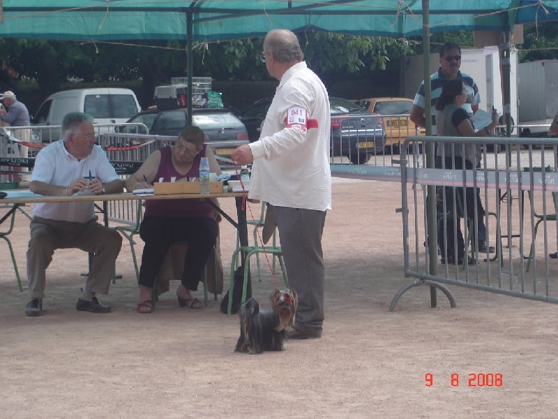 CH. Caprice de star Du p'tit bocage - 1ere excellent 2eme meilleur jeune du 3 eme groupe