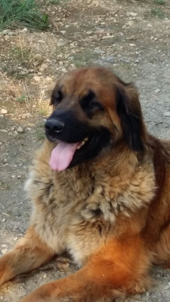 Ici papa tango charlie de la ligne bleue
