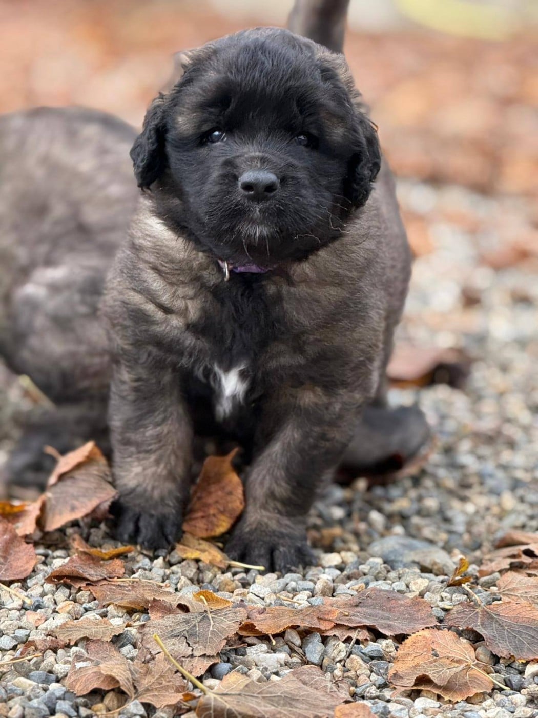 ARVAK - Leonberger