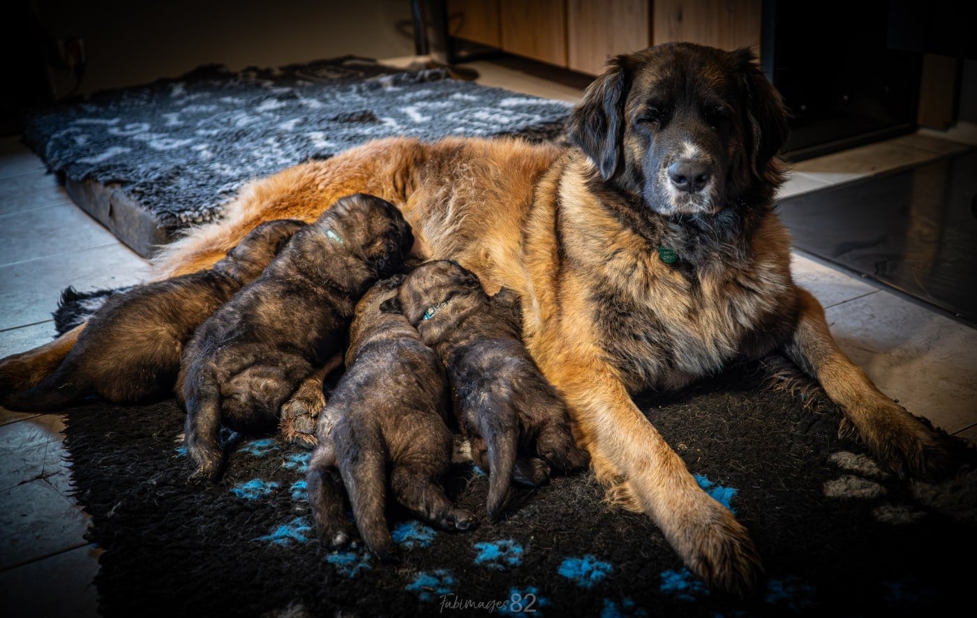APOLON - Leonberger
