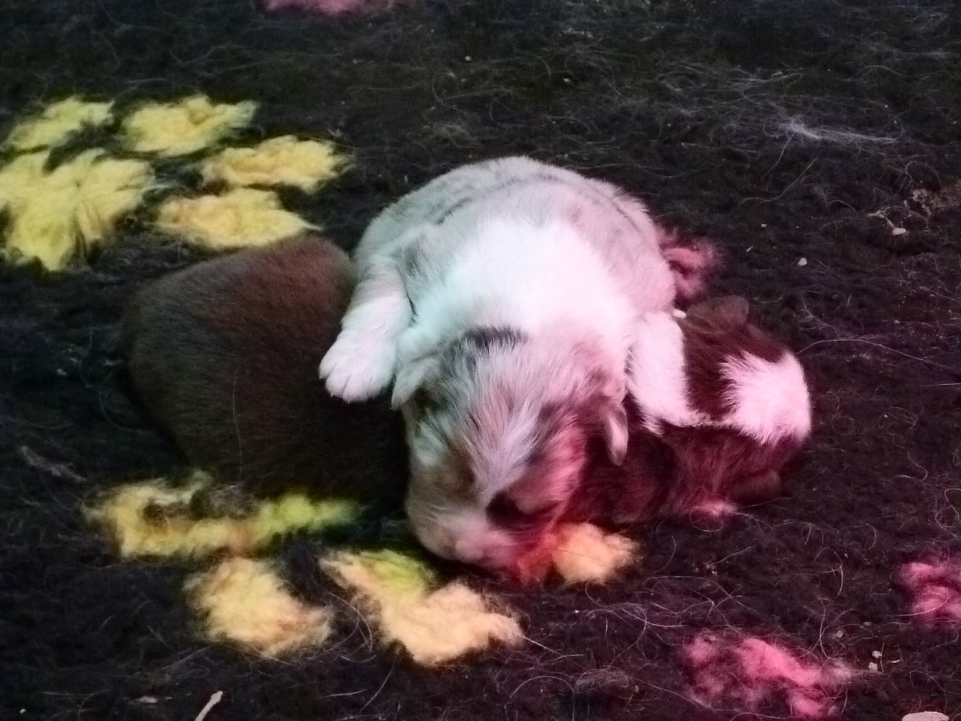 Berger Australien - de la ligne bleue